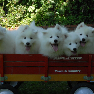 Our Samoyed mum have amazing 6 puppies | PostAds PH