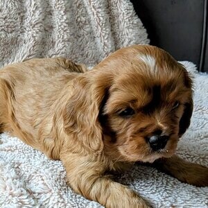 Charming Cavalier king Charles puppies.. Viber : 00237 653 81 7429 | PostAds PH