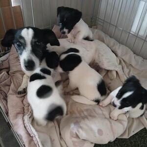 Homes Trained Jack Russell puppies Available. Viber : 00237 653 81 7429 | PostAds PH