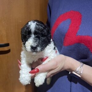 Adorable Toy Poodles Puppies. Viber : 00237 653 81 7429 | PostAds PH