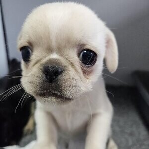 Beautiful pure pug puppies. Viber : 00237 653 81 7429 | PostAds PH
