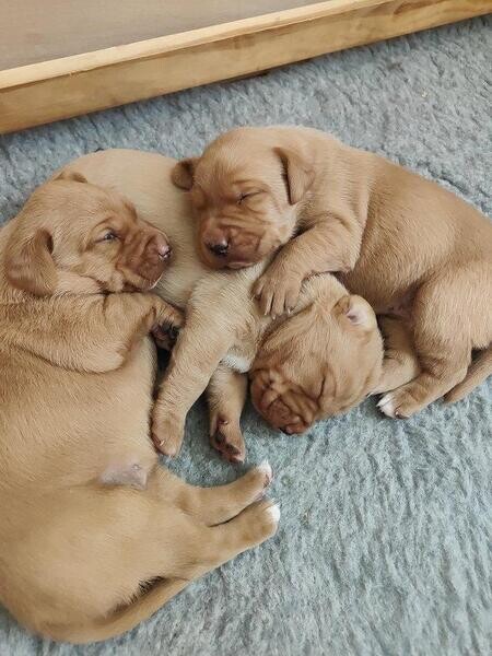 Fox red Labrador puppies.. Viber : 00237 653 81 7429