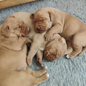 Fox red Labrador puppies.. Viber : 00237 653 81 7429 | PostAds PH