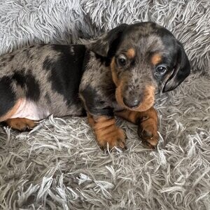 Miniature Dachshund Puppies, Viber : 00237 653 81 7429 | PostAds PH