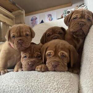 Pedigree Dogue De Bordeaux Puppies. Viber : 00237 653 81 7429 | PostAds PH