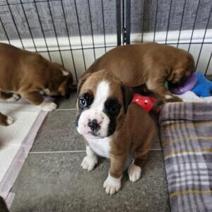 Outstanding boxer puppies. Viber : 00237 653 81 7429 | PostAds PH