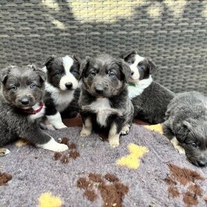 Absolutely stunning Border collie puppies. Viber : 00237 653 81 7429 | PostAds PH