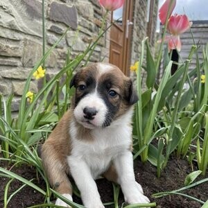 Beautiful red and white welsh sheep dog puppies. Viber : 00237 653 81 7429 | PostAds PH