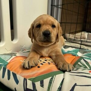 Stunning/Exceptional kc registered Labrador puppies. Viber : 00237 653 81 7429 | PostAds PH