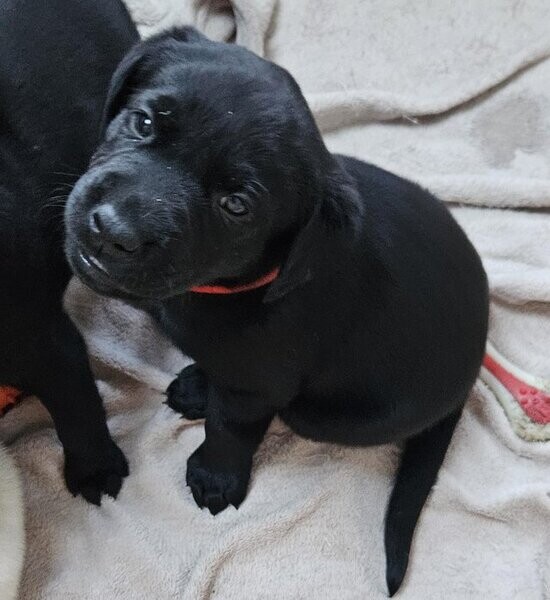 Healthy Labrador retriever puppies . Viber : 00237 653 81 7429