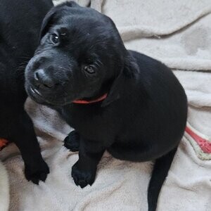 Healthy Labrador retriever puppies . Viber : 00237 653 81 7429 | PostAds PH