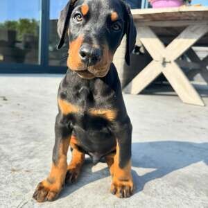 KC registered Doberman Pinscher puppies. Viber : 00237 653 81 7429 | PostAds PH