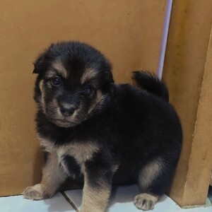 MinipinscherxJapanese spitz | PostAds PH