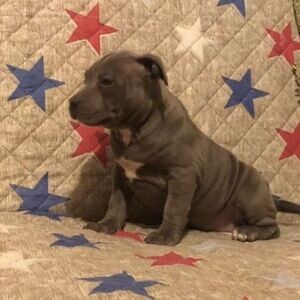 American Pit Bull puppies Blueline looking for a new home. Viber : 00237 653 81 7429 | PostAds PH