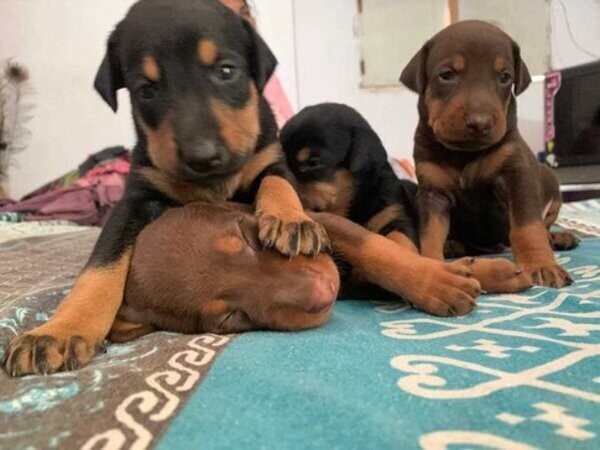 Sweet Doberman Puppies . Viber : 00237 653 81 7429