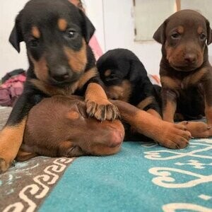 Sweet Doberman Puppies . Viber : 00237 653 81 7429 | PostAds PH