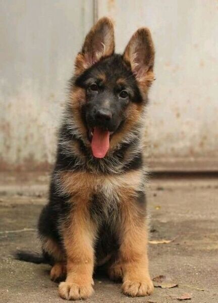 Two Top Class German shepherd Puppies Available. Viber : 00237 653 81 7429