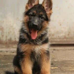 Two Top Class German shepherd Puppies Available. Viber : 00237 653 81 7429 | PostAds PH