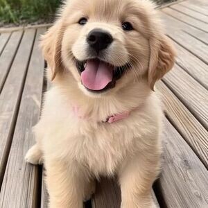 Nice and Healthy Golden Retriever Puppies Available. Viber : 00237 653 81 7429 | PostAds PH