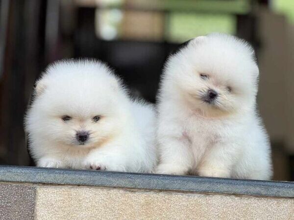 Awesome T.Cup Pomeranian Puppies Available . Viber : 00237 653 81 7429