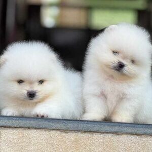 Awesome T.Cup Pomeranian Puppies Available . Viber : 00237 653 81 7429 | PostAds PH