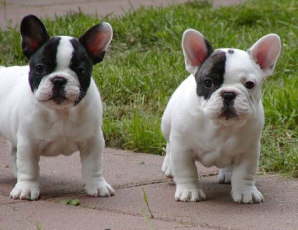 AKC quality French Bulldog Puppies . Viber : 00237 653 81 7429