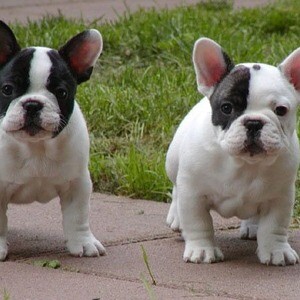 AKC quality French Bulldog Puppies . Viber : 00237 653 81 7429 | PostAds PH