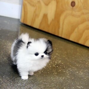 MINI Pomeranian Spitz Puppies for a new home. Viber : 00237 653 81 7429 | PostAds PH