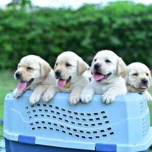 Labrador Retriever Puppies available . Viber : 00237 653 81 7429 | PostAds PH