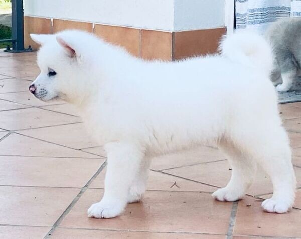 Purebred Akita Inu Puppies. Viber : 00237 653 81 7429