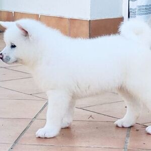 Purebred Akita Inu Puppies. Viber : 00237 653 81 7429 | PostAds PH
