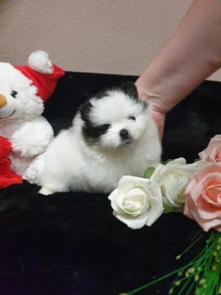 Beautiful Pomeranian puppies now in home. Viber : 00237 653 81 7429