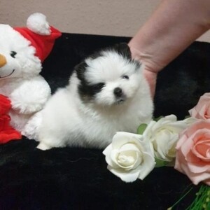 Beautiful Pomeranian puppies now in home. Viber : 00237 653 81 7429 | PostAds PH
