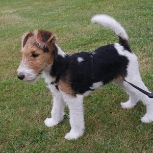 Beautiful WireHaired Fox Terrier puppies . Viber : 00237 653 81 7429 | PostAds PH