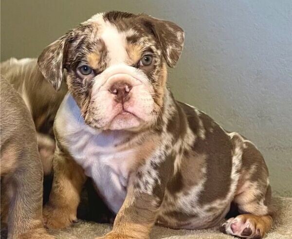 English Bulldog Puppies ready for lovely homes . Viber : 00237 653 81 7429