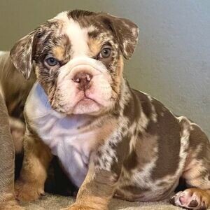 English Bulldog Puppies ready for lovely homes . Viber : 00237 653 81 7429 | PostAds PH