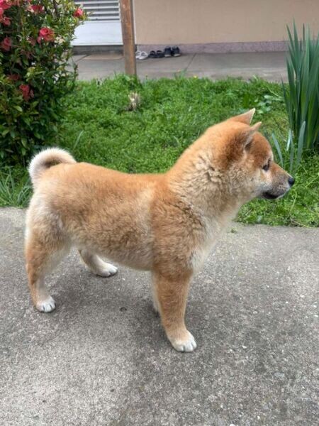Champion litter of Shiba inu puppies available. Viber : 00237 653 81 7429