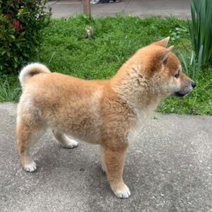 Champion litter of Shiba inu puppies available. Viber : 00237 653 81 7429 | PostAds PH