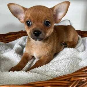 Chihuahua Puppies available.Viber : 00237 653 81 7429 | PostAds PH