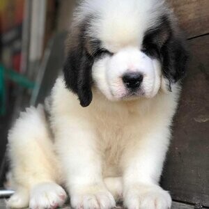 Saint Bernard Puppies available . Viber : 00237 653 81 7429 | PostAds PH