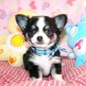 MINI Chihuahua puppies for rehoming. Viber : 00237 653 81 7429 | PostAds PH