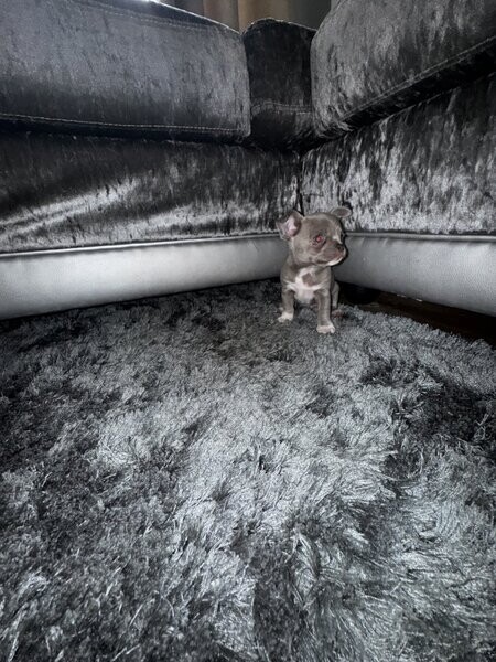  chihuahuas Puppy