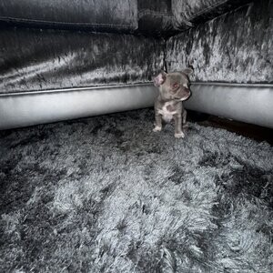 chihuahuas Puppy | PostAds PH