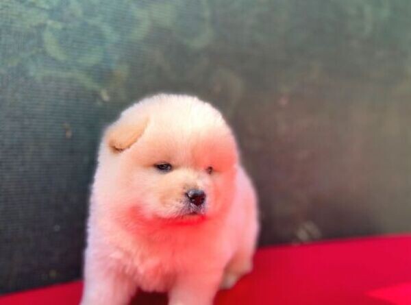 Cute Chow Chow puppies WhatsApp:(+63-9455-189-371)  Viber:(+63-9455-189-371)