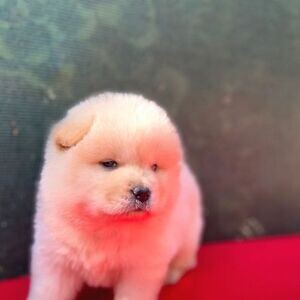 Cute Chow Chow puppies WhatsApp:(+63-9455-189-371) Viber:(+63-9455-189-371) | PostAds PH