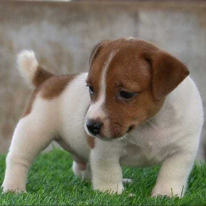 Cute Jack Russell Terrier WhatsApp:(+63-9455-189-371) Viber:(+63-9455-189-371) | PostAds PH