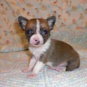 Cute Chihuahua Pups WhatsApp:(+63-9455-189-371) Viber:(+63-9455-189-371) | PostAds PH
