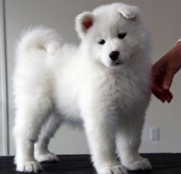 Samoyed Puppies WhatsApp:(+63-9455-189-371)  Viber:(+63-9455-189-371)