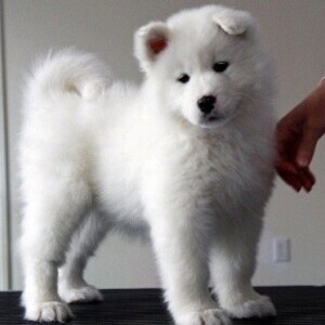 Samoyed Puppies WhatsApp:(+63-9455-189-371) Viber:(+63-9455-189-371) | PostAds PH