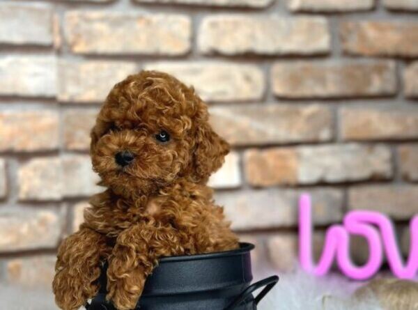Cute Toy Poodle Puppies WhatsApp:(+63-9455-189-371)  Viber:(+63-9455-189-371)